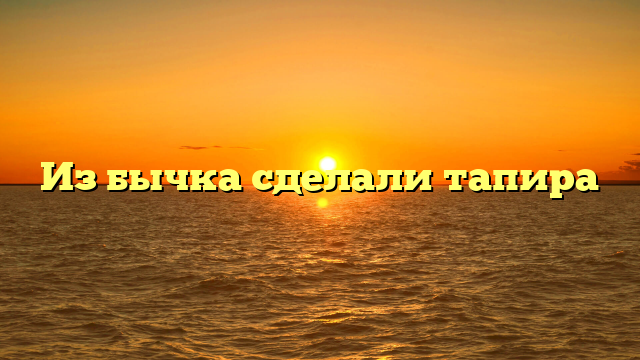 Из бычка сделали тапира